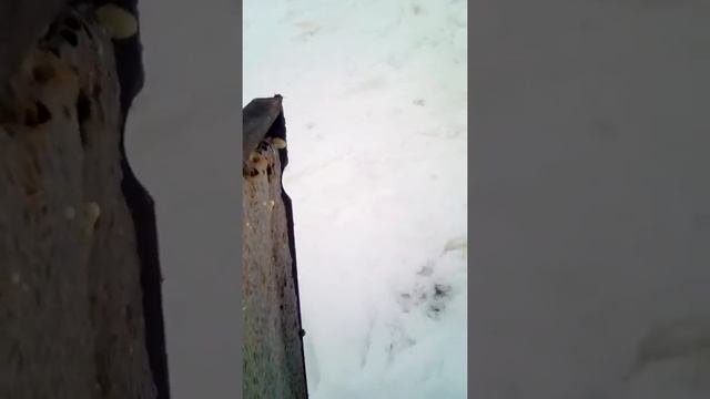 Куда можно деть старый мёд? смотреть онлайн