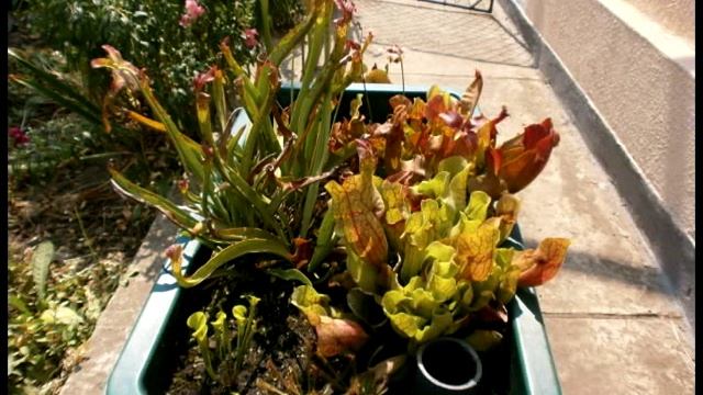 Растения хищники. Содержание. Опыт выращивания в открытом грунте.