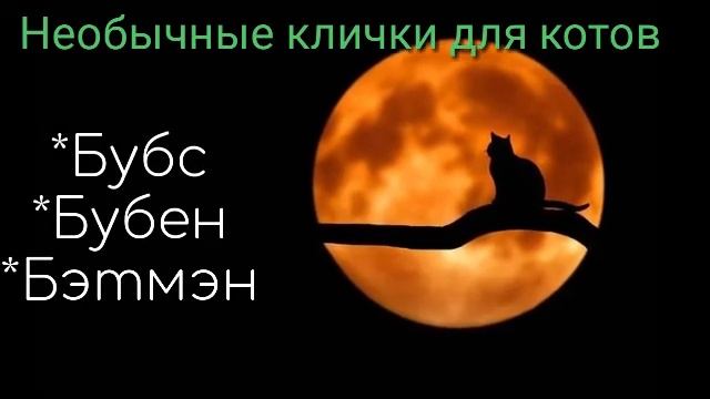 Необычные клички для котов и кошек | Оригинальные и прикольные | ТОП подборка смотреть онлайн