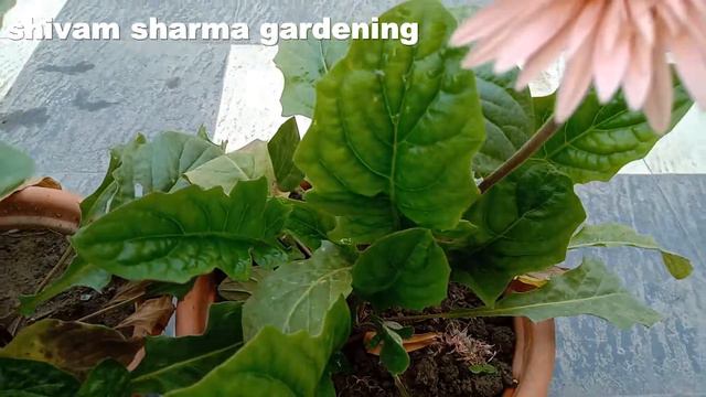 How To grow and care Gerbera plant to more flowers in Hindi #gardening #beautiful смотреть онлайн