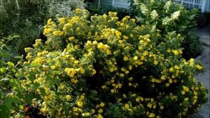 ЛАПЧАТКА КУСТАРНИКОВАЯ В САДУ