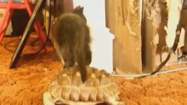 Львенок и черепаха смотреть онлайн