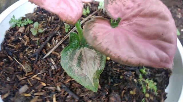 Syngonium Pink Perfection