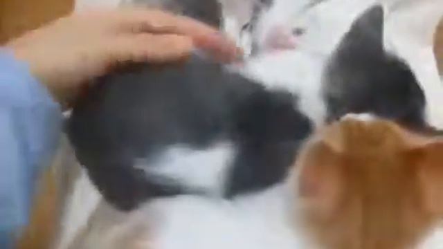Забавные котята! смотреть онлайн