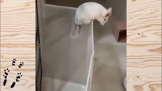 Лучшие приколы про ШИНШИЛЛ! Смешные ШИНШИЛЛЫ! Funny chinchillas❤#25 смотреть онлайн