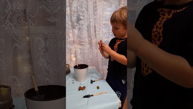как посадить дуб в домашних условиях. смотреть онлайн