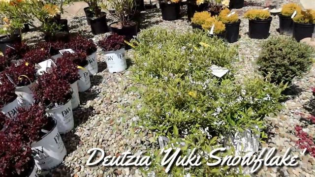 Weekly Video 5-14-21 // Roses + A New Hydrangea + New Flower Wall + Contest! смотреть онлайн
