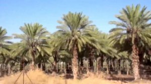 ФИНИКИ( как растут и собирают финики) dates