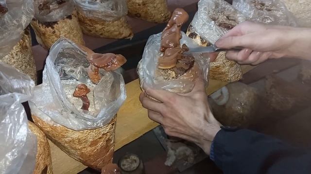 Собираем Рейши/Collecting Reishi Mushrooms