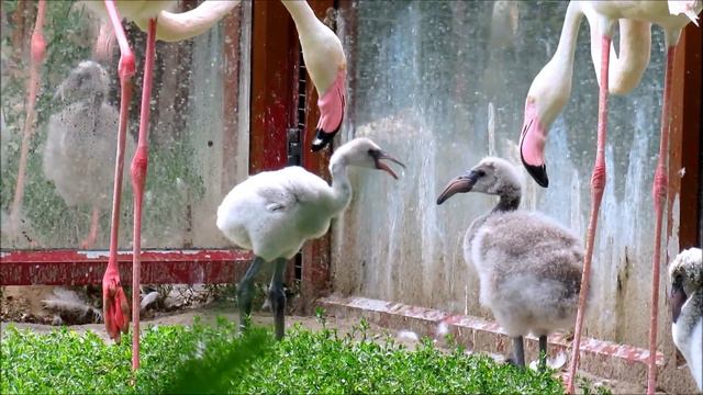 Малыши фламинго в Ростовском зоопарке (ч.1). 26.07.21 г. смотреть онлайн