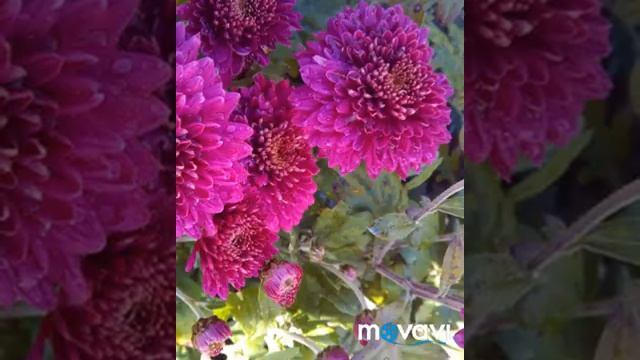 Хризантема почтой России. смотреть онлайн