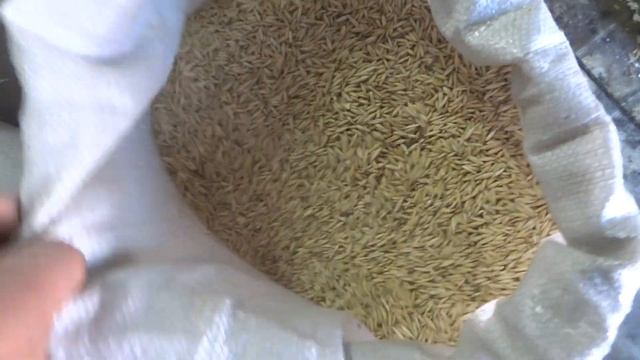 Овес фуражный продам смотреть онлайн