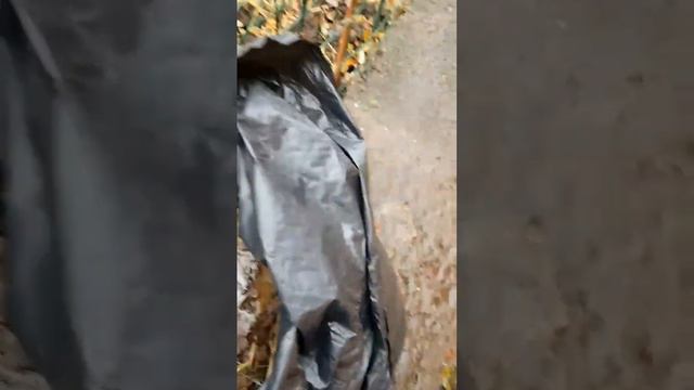 🌱БЕСПЛАТНЫЕ БИОБАКТЕРИИ В ОГРОМНОМ КОЛИЧЕСТВЕ📍#помидоры#семенатоматов#сад#томаты смотреть онлайн