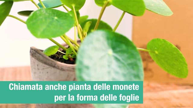 Pilea o piante delle monete | Cura e coltivazine | FLOB смотреть онлайн