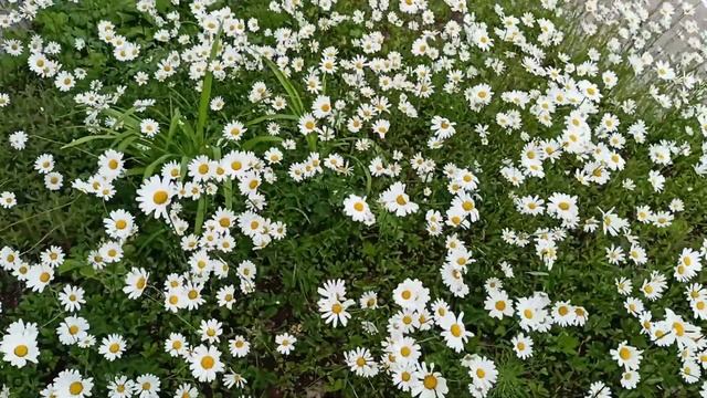 Ромашек белых настроение смотреть онлайн