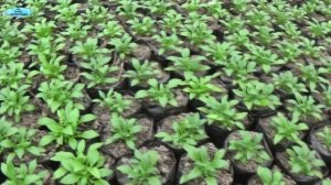 ВЫРАЩИВАНИЕ АЛИССУМА С ПИКИРОВКОЙ И БЕЗ ПИКИРОВКИ-В ЧЁМ РАЗНИЦА.