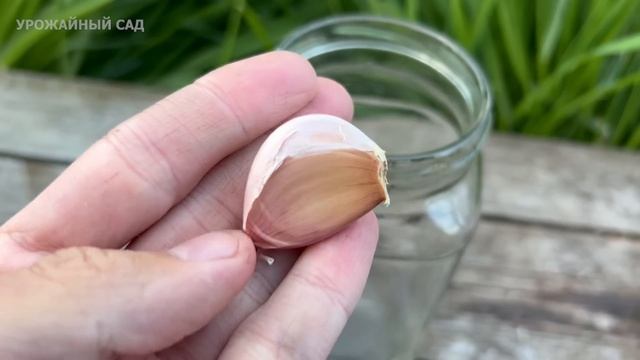 1 чайная ложка под любой домашний цветок и он снова позеленеет, оживет и пышно зацветет! смотреть онлайн