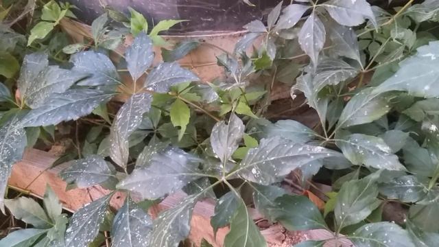 Копеечное средство для борьбы с пауками. 100% ЭФФЕКТ смотреть онлайн