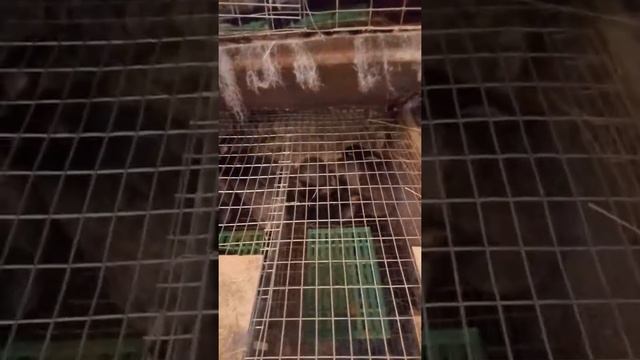 Привесы кроликов в разном возрасте, порода полтавское серебро. смотреть онлайн