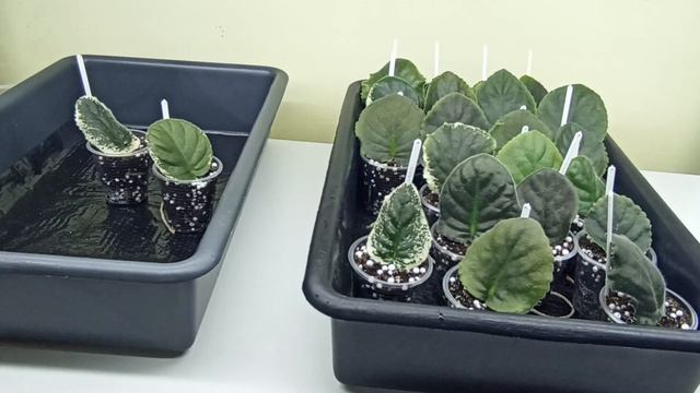 Укоренение листьев на капиллярных матах. Первые положительные результаты. смотреть онлайн