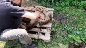 Стрижка барана машинкой EWE 3000 полный обзор