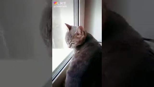 Луна не знает пути. Певица кошка Хельга? смотреть онлайн