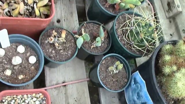 Lithops waiting to go to a bootsale and some will end up in my collection. смотреть онлайн