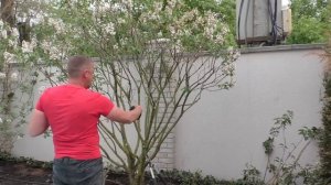 Мастер-класс Стрижка сирени. Когда, как, что обрезать? Обрезка сирени зонтом, форма мульти-штамб.