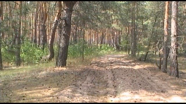 Фортуна м3 С металлоискателем по сосне №151 смотреть онлайн