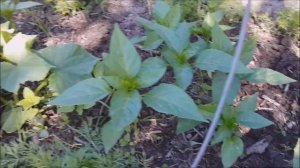 КАК ВЫРАСТИТЬ РАННИЕ ОГУРЦЫ В МИНИ-ТЕПЛИЧКЕ?