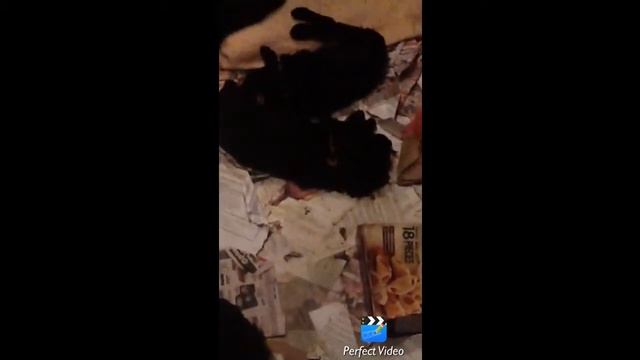 Irish Water Spaniels смотреть онлайн
