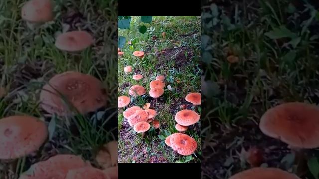 Жизнь в парке Александрия, Петергоф смотреть онлайн