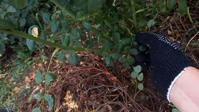 Первые осенние работы в саду. смотреть онлайн