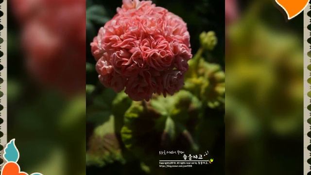 Pelargonium - 좋을 빛 [Joul Bit] смотреть онлайн
