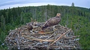 Скопа. Эстония. Daimar решил покинуть гнездо.