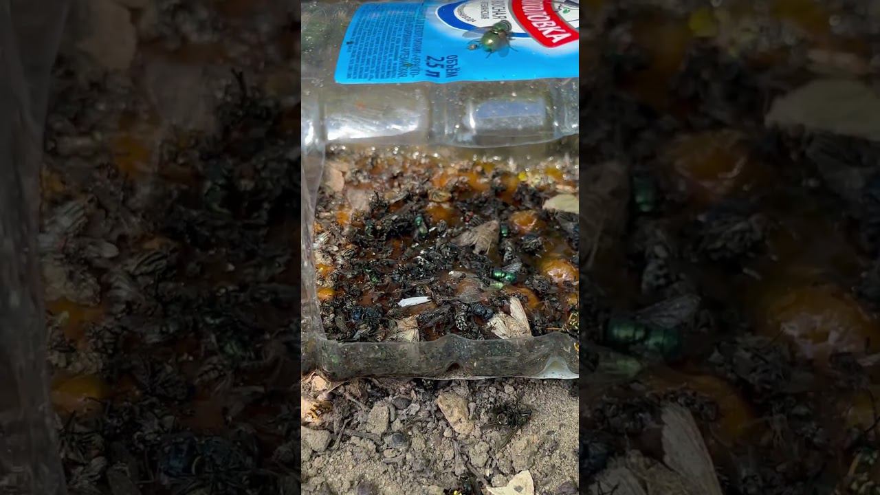 Осы на винограде ? Конфидор -радикальное средство. смотреть онлайн