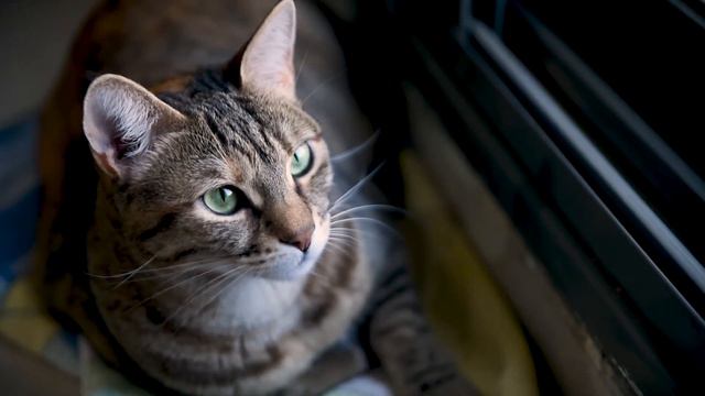 When can your Cat get pregnant? | How Long Are Cats Pregnant for? | How Many Kittens Can a Cat Have смотреть онлайн