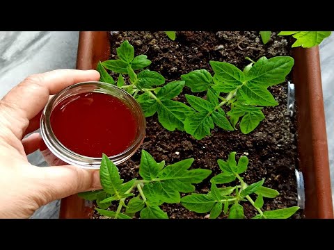 Мощная рассада томатов и супер урожай помидор! Кормите этим рассаду в апреле мае до высадки в грунт смотреть онлайн