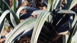 Славянка.СОРТ КАРТОФЕЛЯ которому не изменяем.2021.