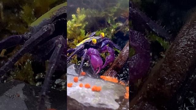 Террариум для краба вампира видео