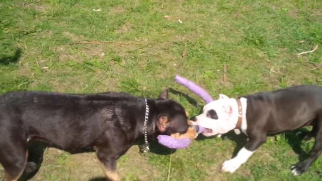 Французский бульдог МоДжо и друзья смотреть онлайн