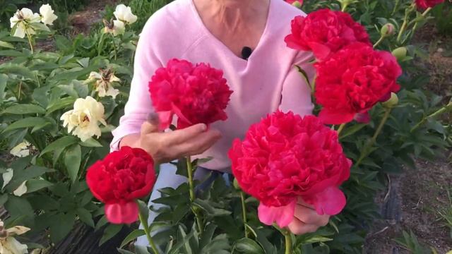 Command performance peony. Команд перфоманс пион. Пулков сад (2021) смотреть онлайн