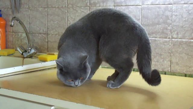 Котэ копает кухонный стол смотреть онлайн