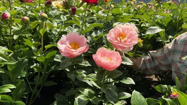 Сеянцы пионов Ворошиловой. Цветение 2023 года! Часть 6 / Сад Ворошиловой смотреть онлайн