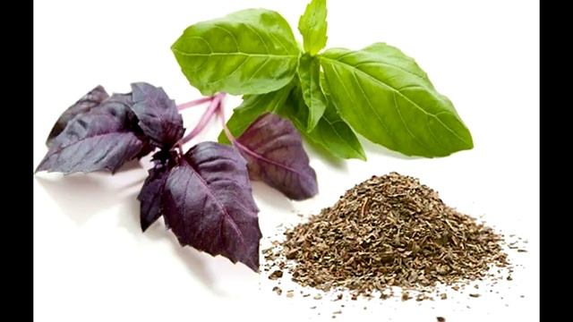 Базилик мятолистный или базилик камфорный. Умственная деятельность. Эпилепсия. смотреть онлайн