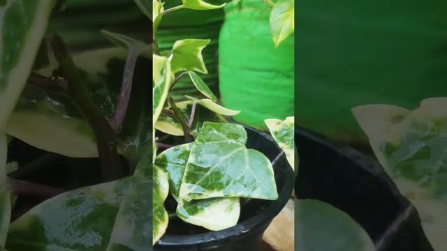 English Ivy | Hedera helix смотреть онлайн