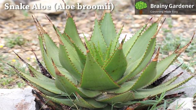 How to Grow and Care : Snake Aloe (Aloe broomii) смотреть онлайн