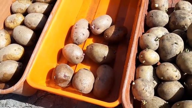 Весело посадили картошку, завели поросёнка! смотреть онлайн