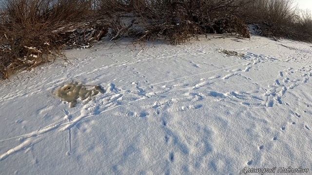 ЭТО ШОК!!! ХАПУГИ ТРЕЩАТ! РЫБА НЕ ЛЕЗЕТ В ЛУНКИ! ЭТА РЫБАЛКА СДЕЛАЛА МОЙ ДЕНЬ! Рыбалка на хапуги! смотреть онлайн