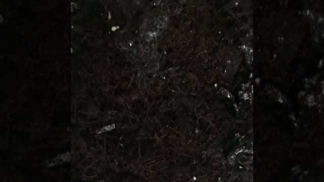 Опасно ли что улитка **РАЗБИЛА** панцирь? смотреть онлайн